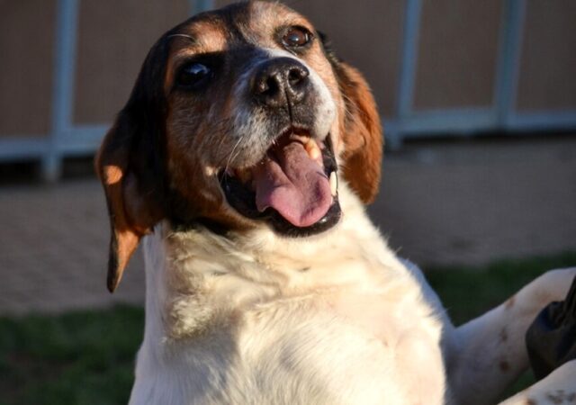 Cane sopravvissuto ai cinghiali che nessuno vuole: Emmental cerca casa a Como