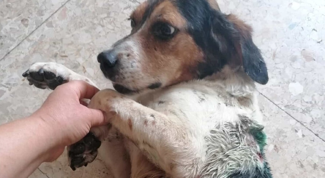 Cane attaccato dai cinghiali