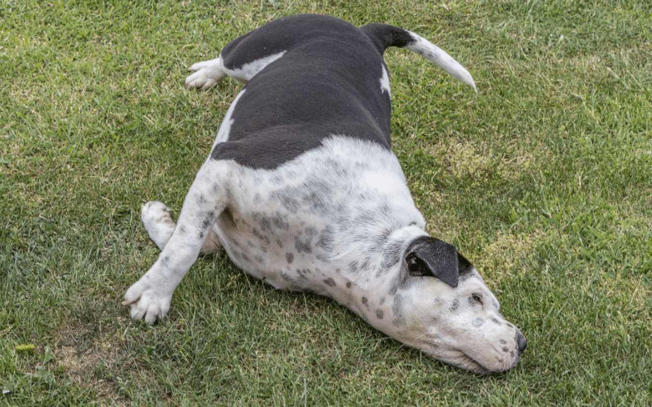 cane si rotola nel prato