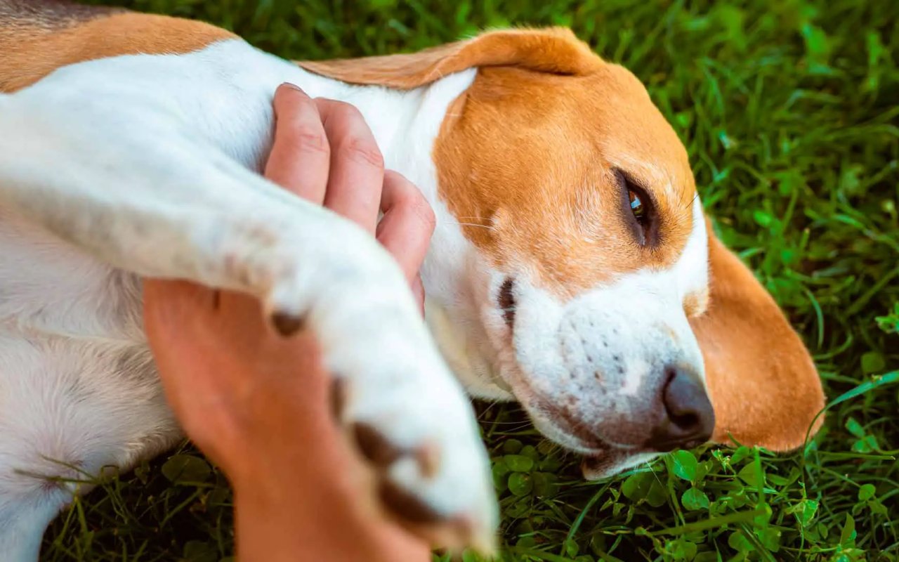 uomo accarezza il suo cane sul prato