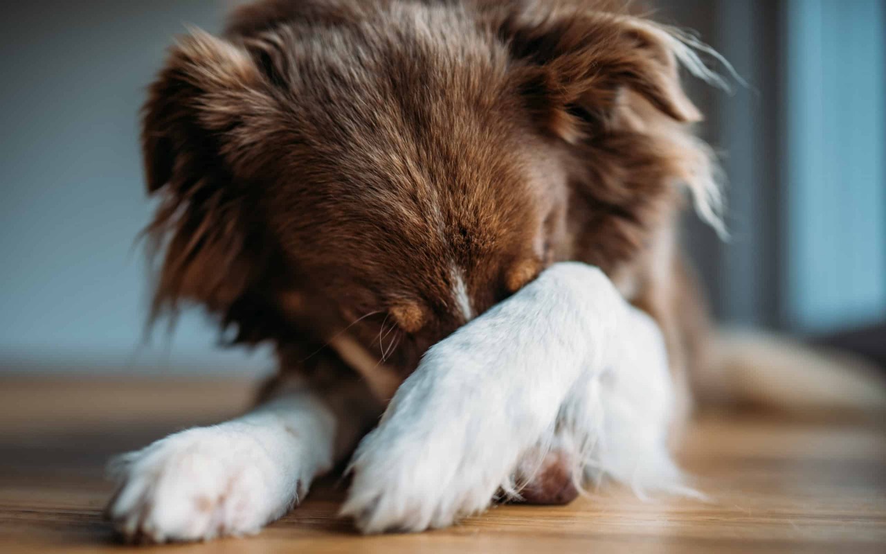 cane mette la zampa sugli occhi