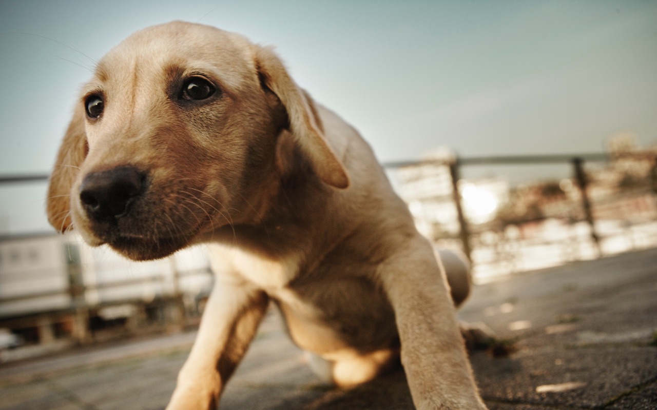 cagnolino che passeggia fuori casa