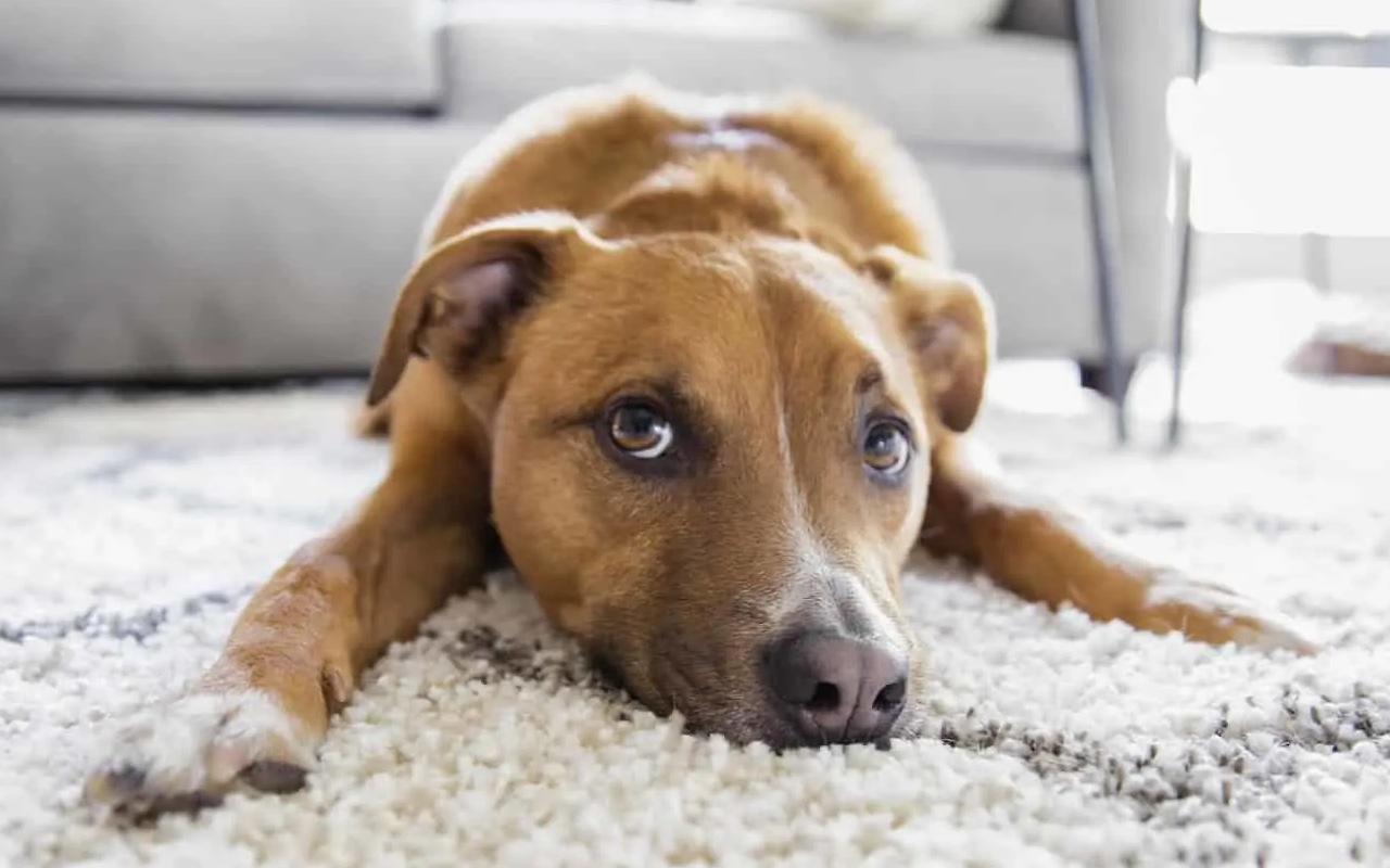 cane accucciato sul tappeto in casa