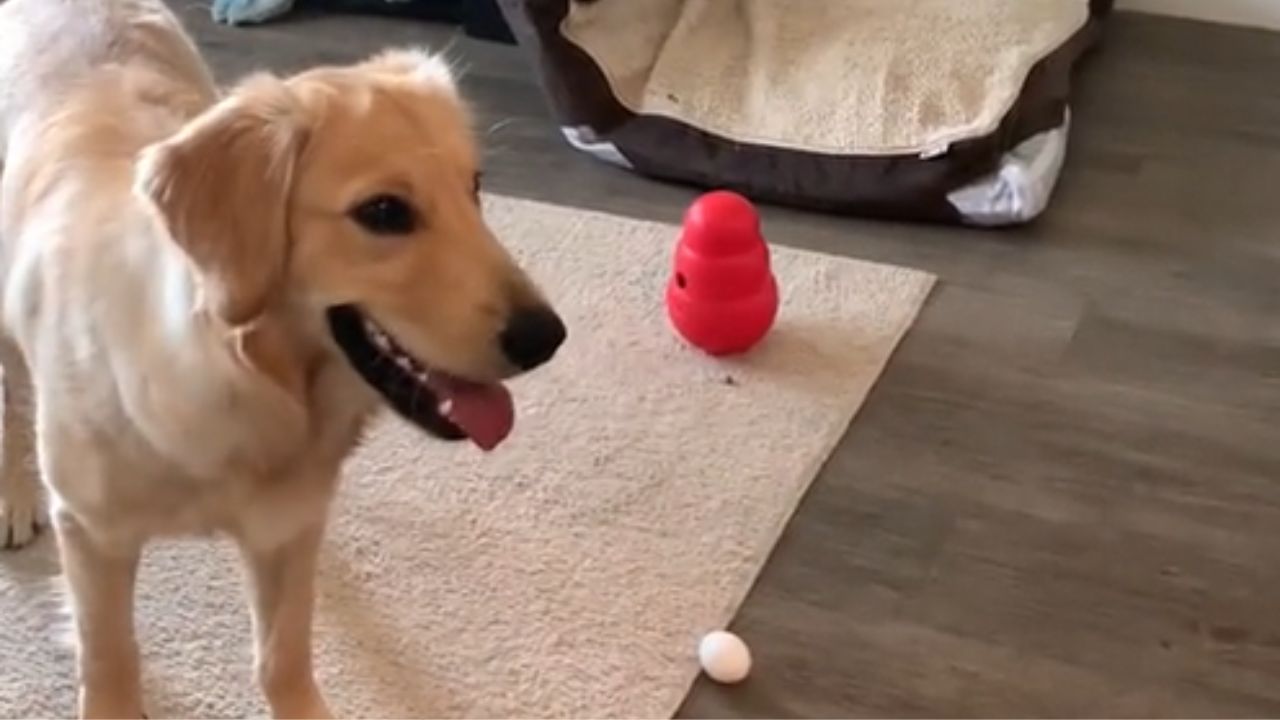 cane vicino ad un uovo