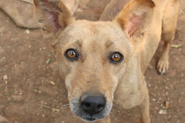 Cane torna a camminare grazie all’amore dei volontari