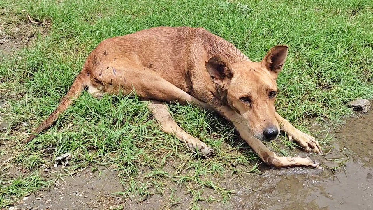 Cane sdraiato a terra