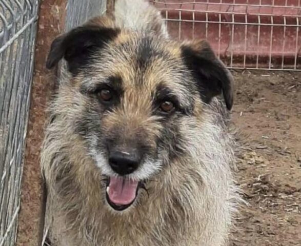 Cane trova casa dopo 9 anni in un rifugio in Romania