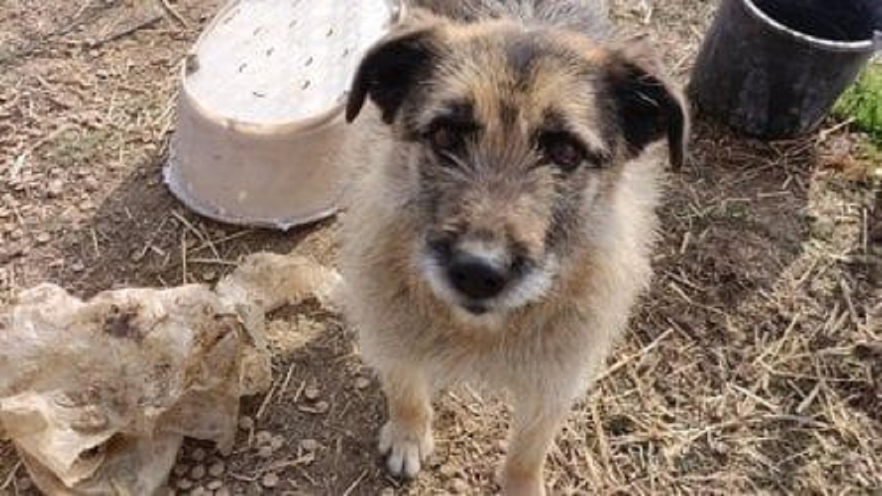 Cane con sguardo triste