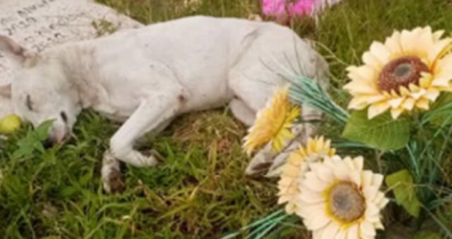 Cane vive nel cimitero in Messico dove c’è la tomba del suo amato proprietario