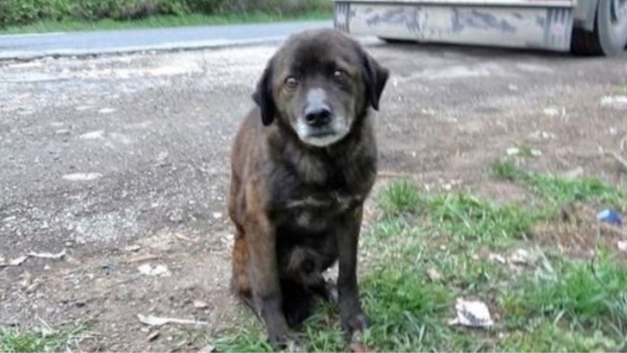 un cane nero in strada