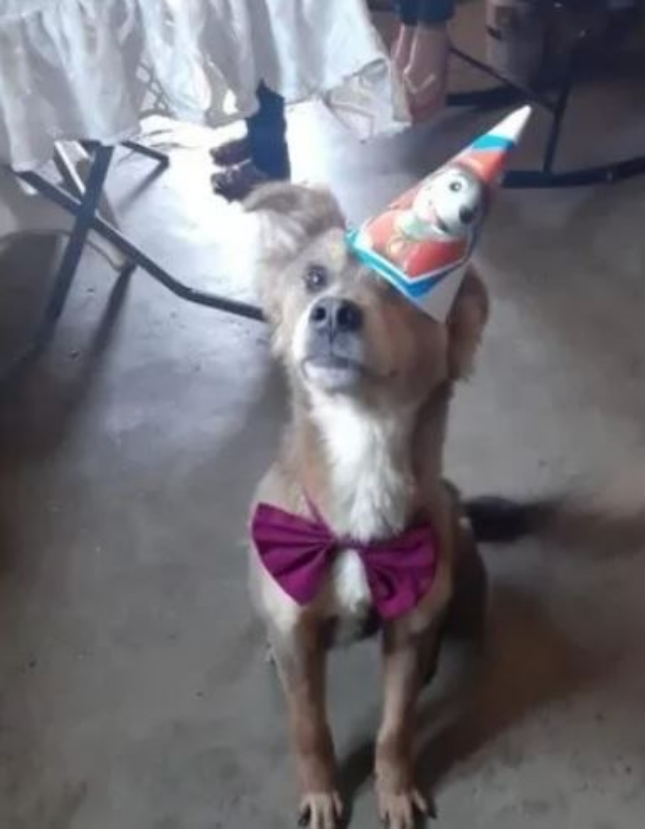 un cane vestito a festa