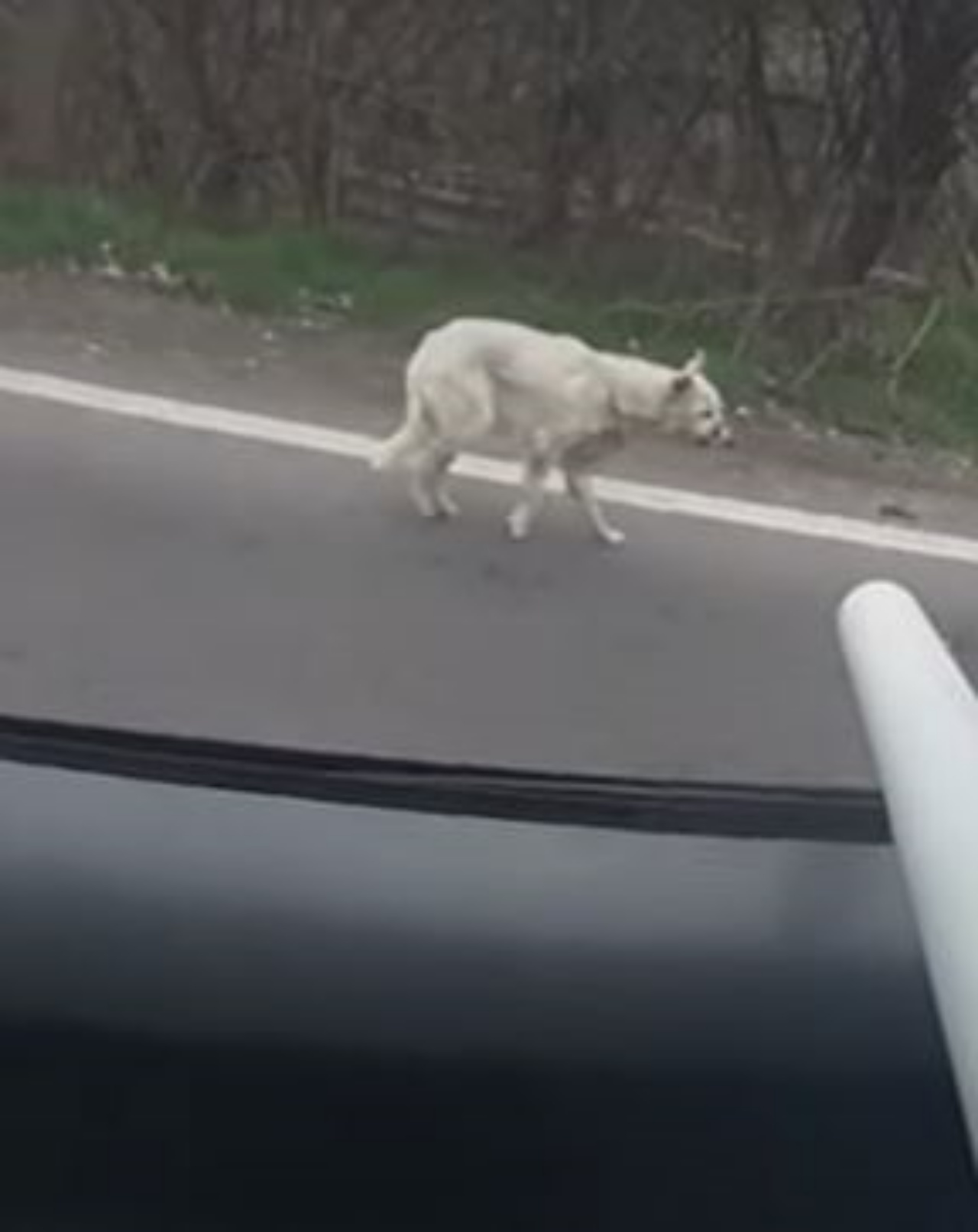 un cane randagio bianco