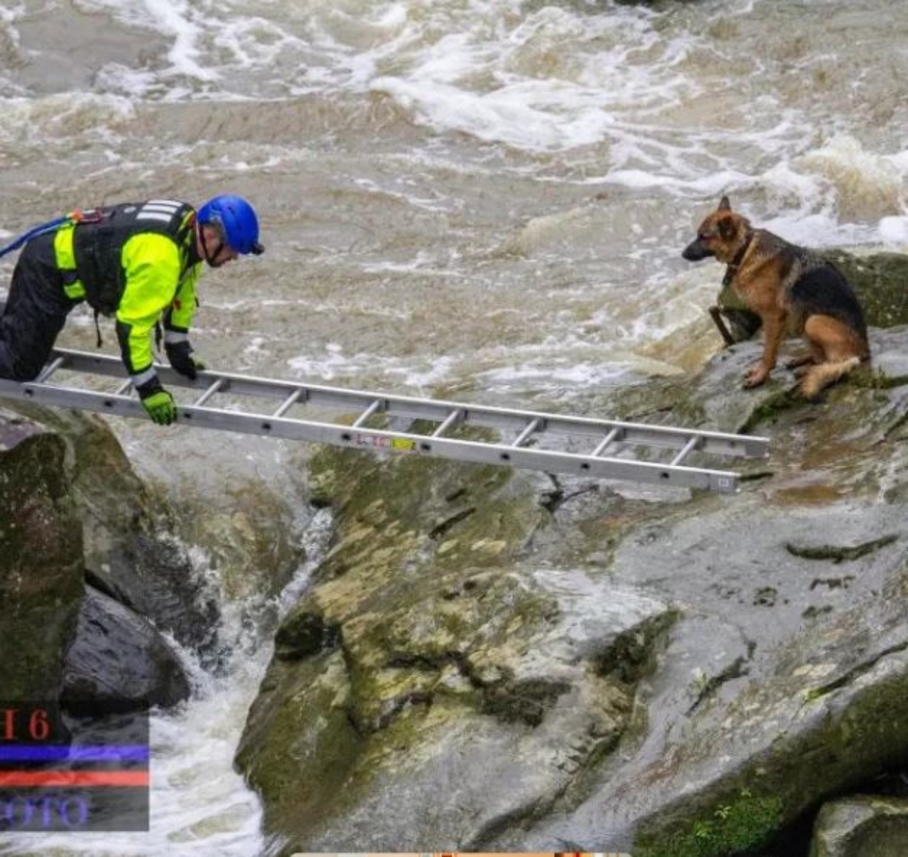 un cane durante un salvataggio