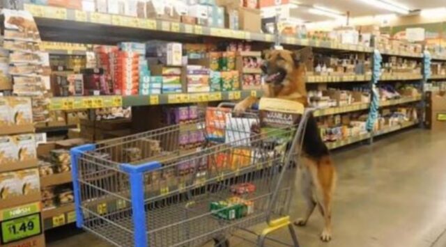 un cane al supermercato