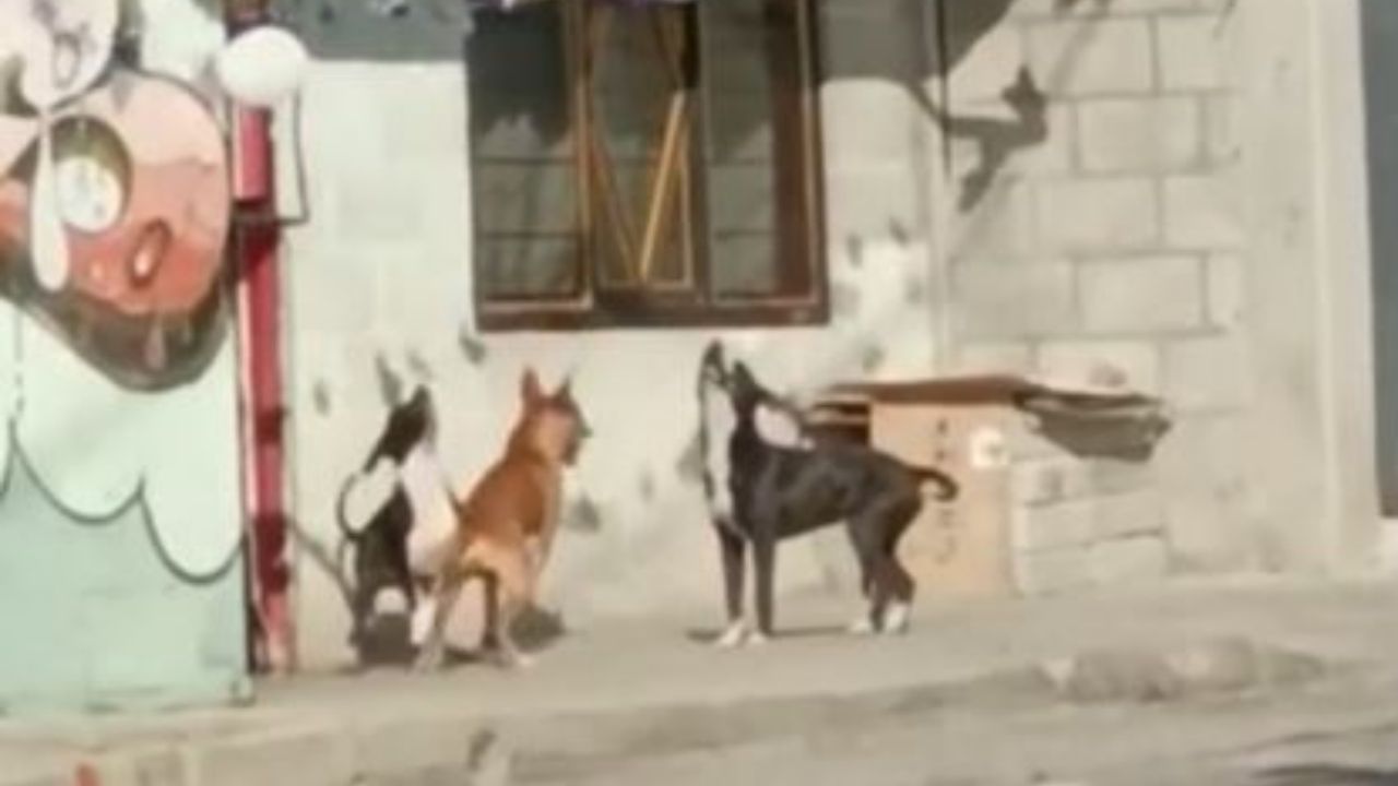 tre cani randagi che giocano