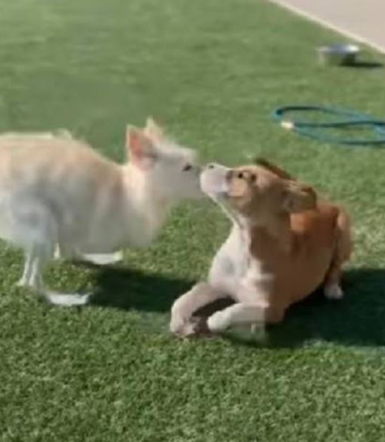due cani disabili che giocano insieme
