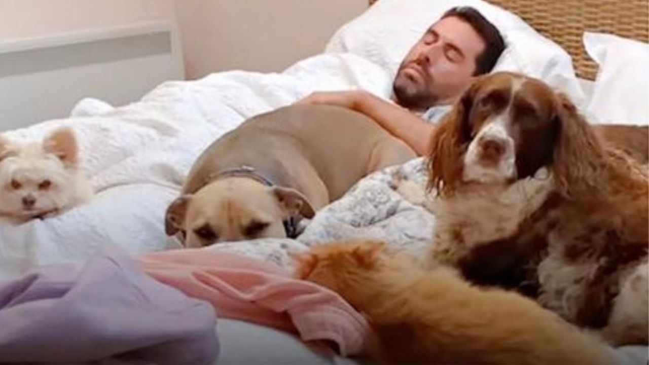 dei cani in un letto che dormono