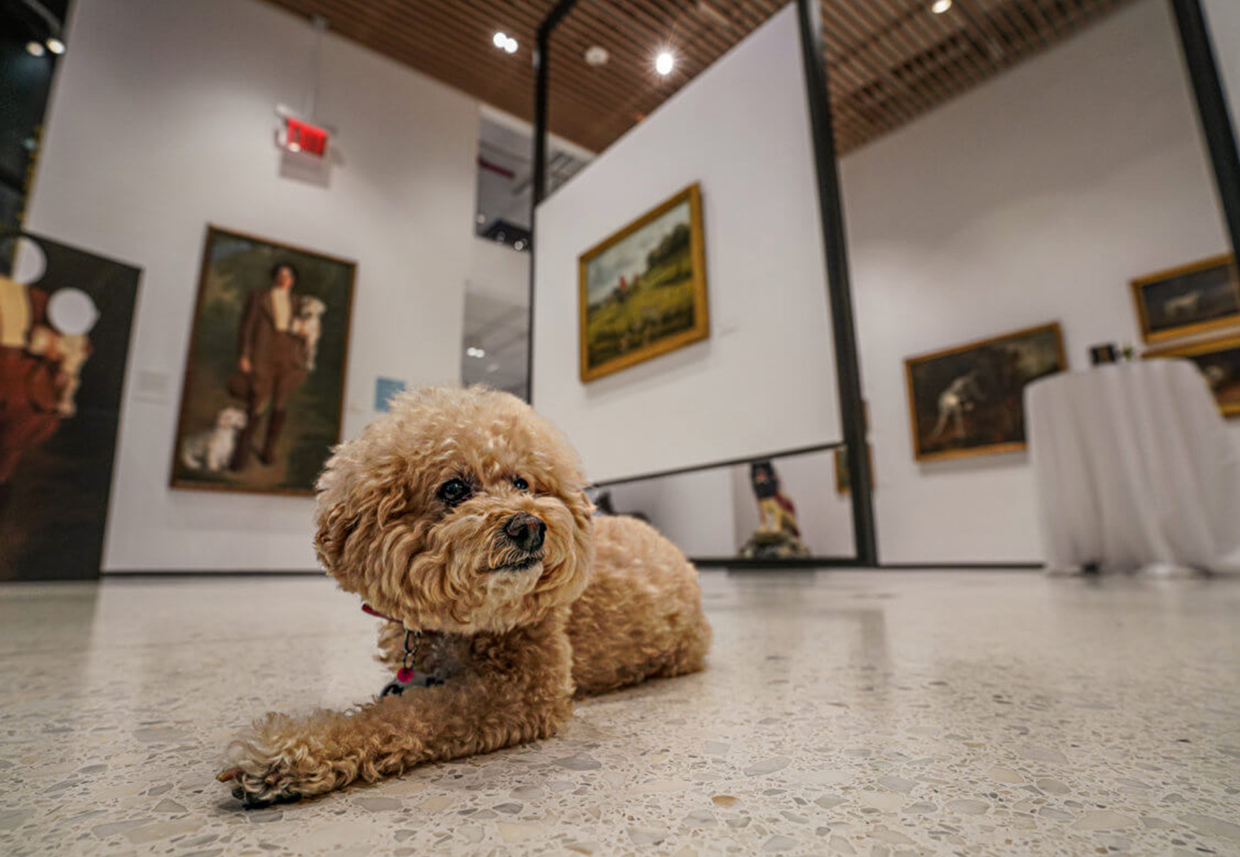 cane dentro museo