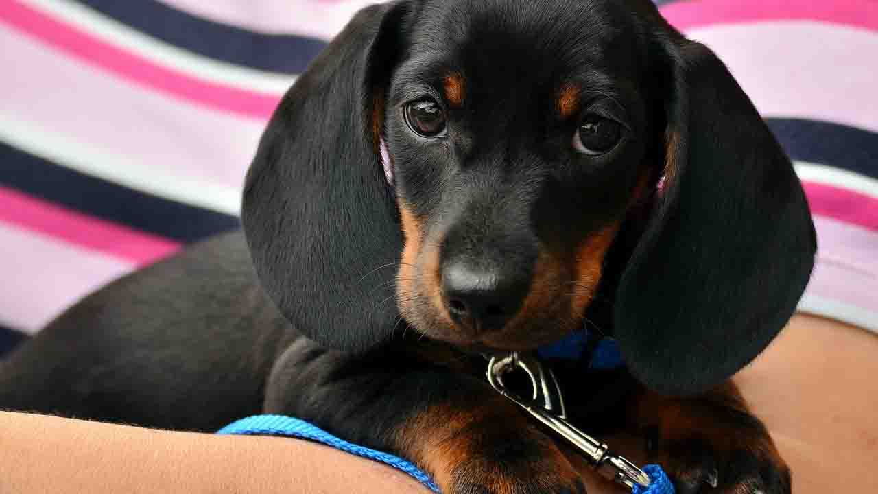 Cucciolo di cane al guinzaglio