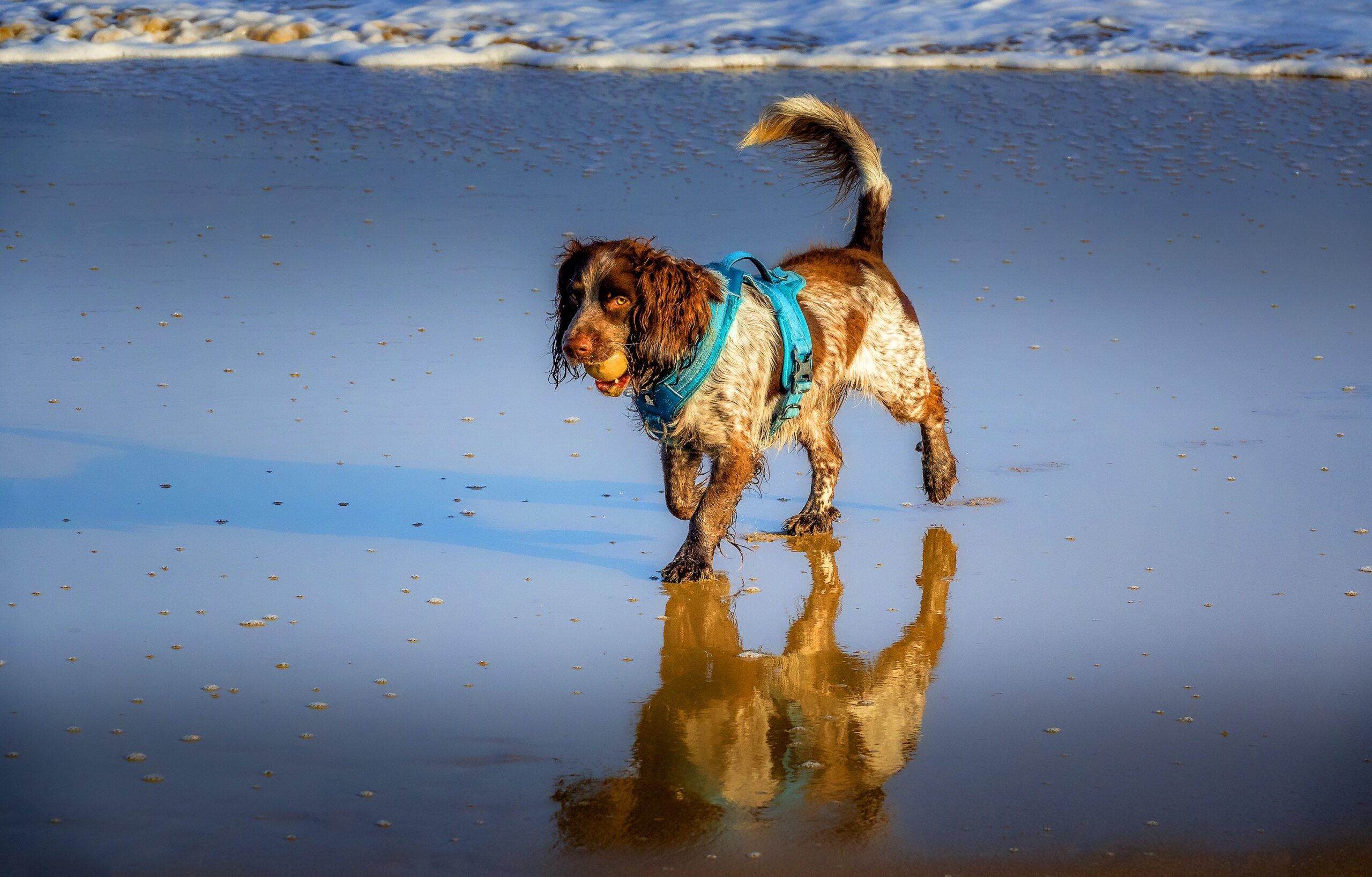 cane che gioca in spiaggia
