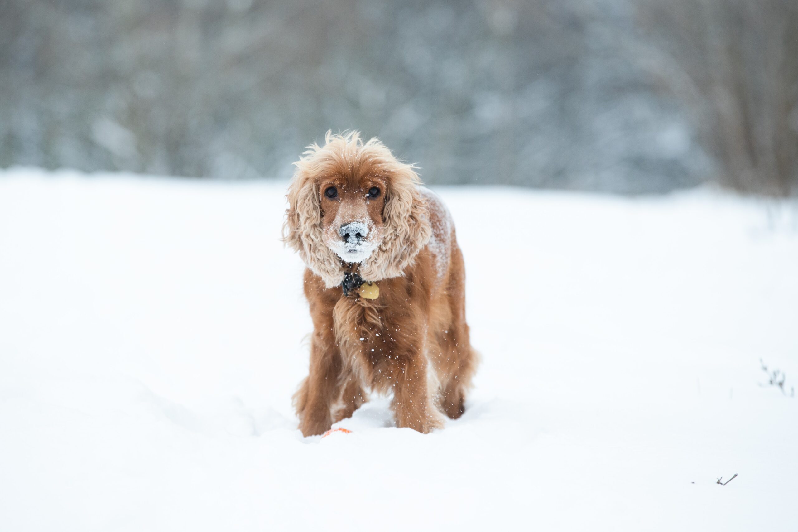 cane cocker sulla neve