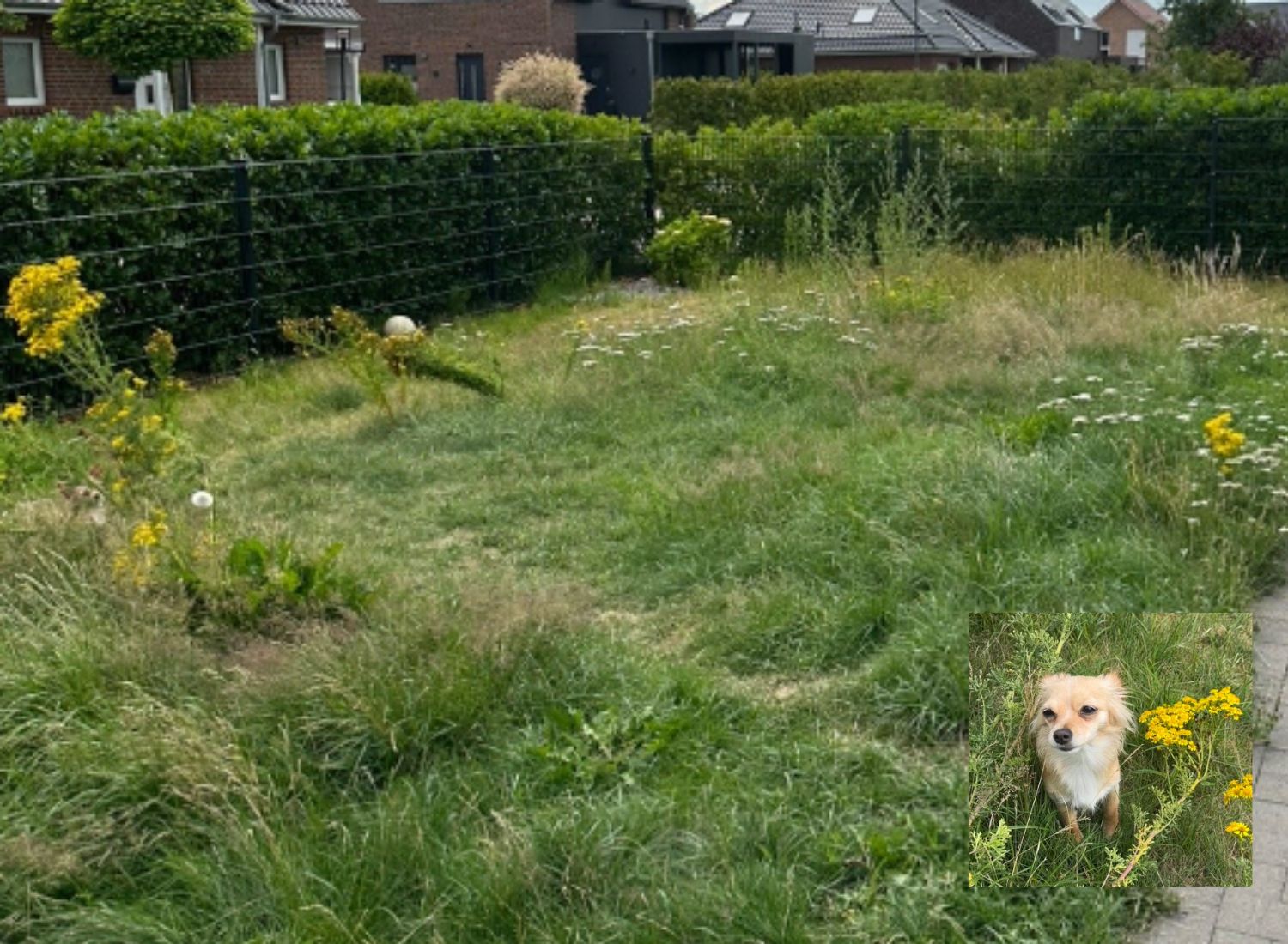 Chihuahua mimetizzato nel prato