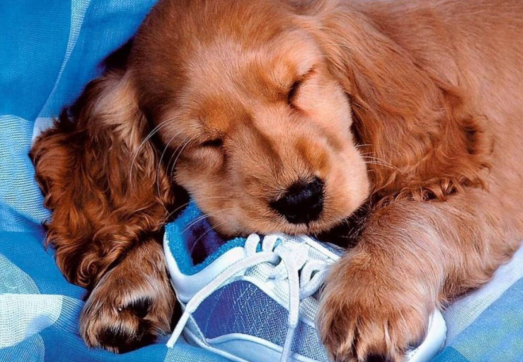 cane dorme con scarpa