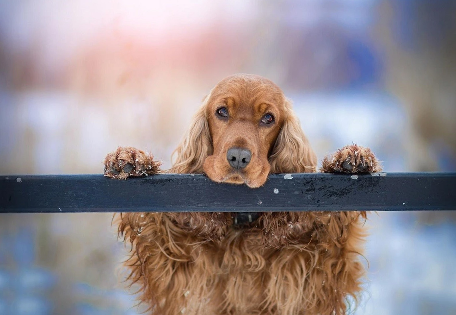 cane appeso alla staccionata 