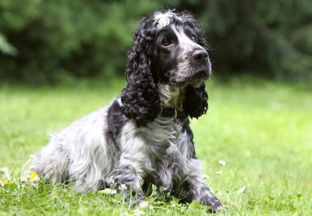 Cocker nano, carattere e particolarità: cosa sapere su di lui