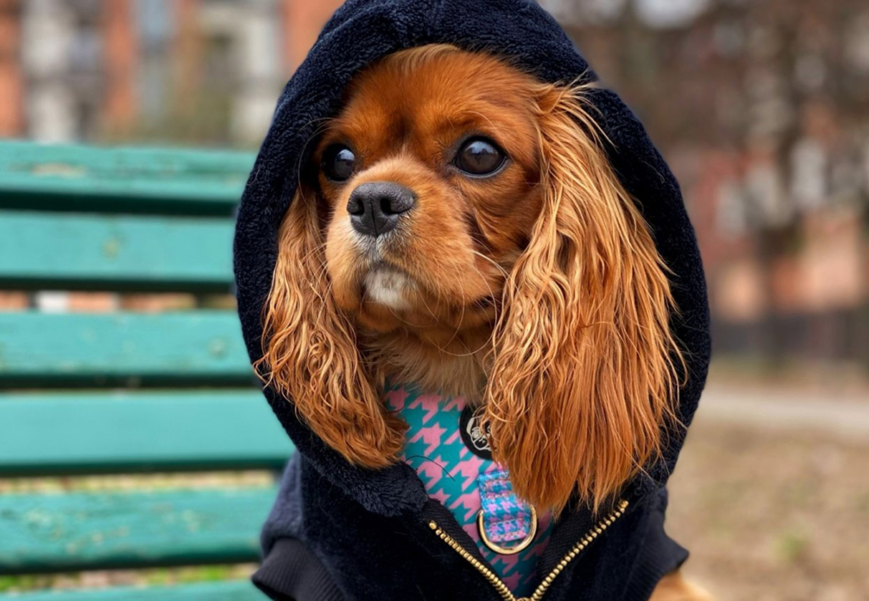 cane cocker con cappuccio