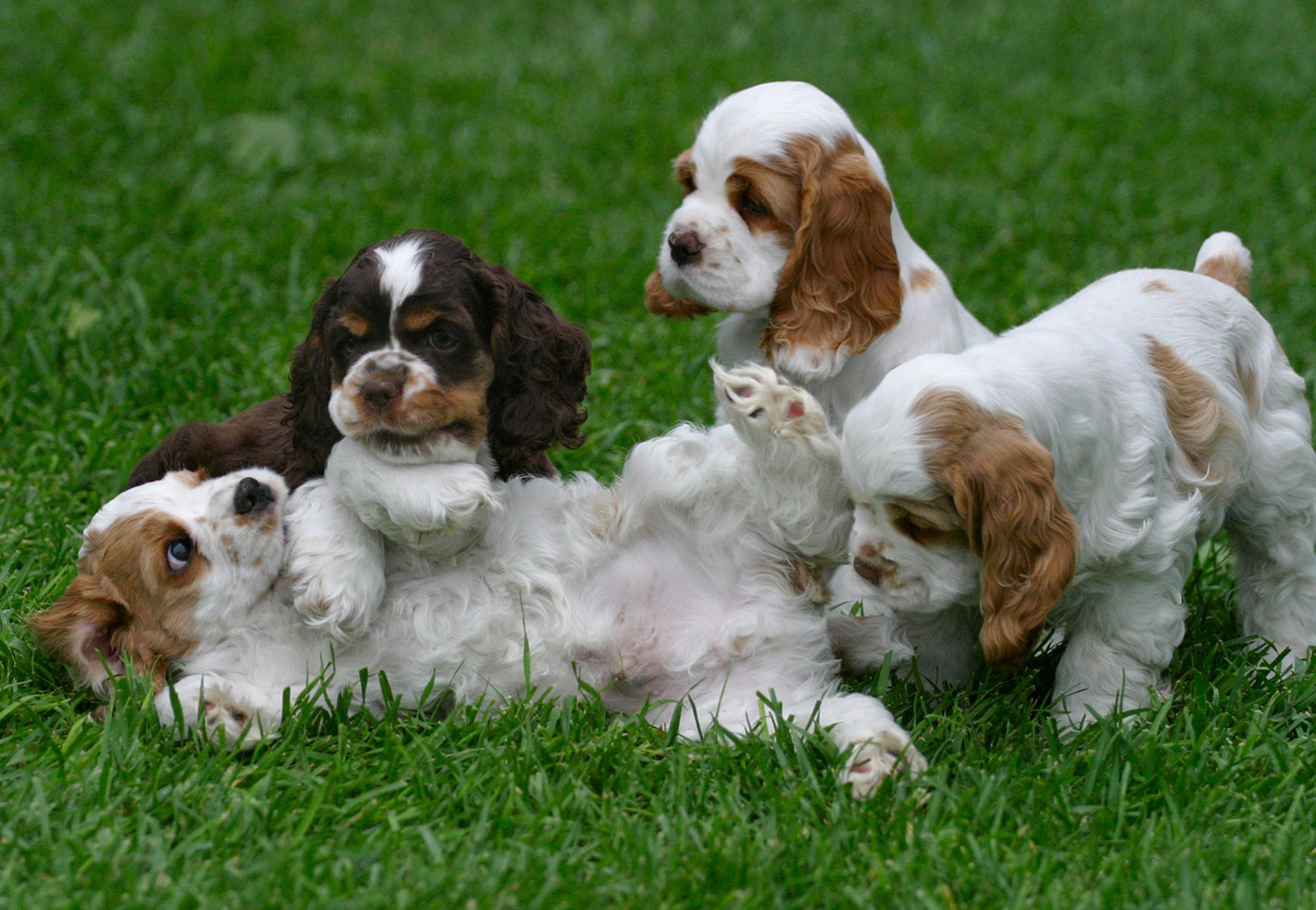 cuccioli di cane insieme