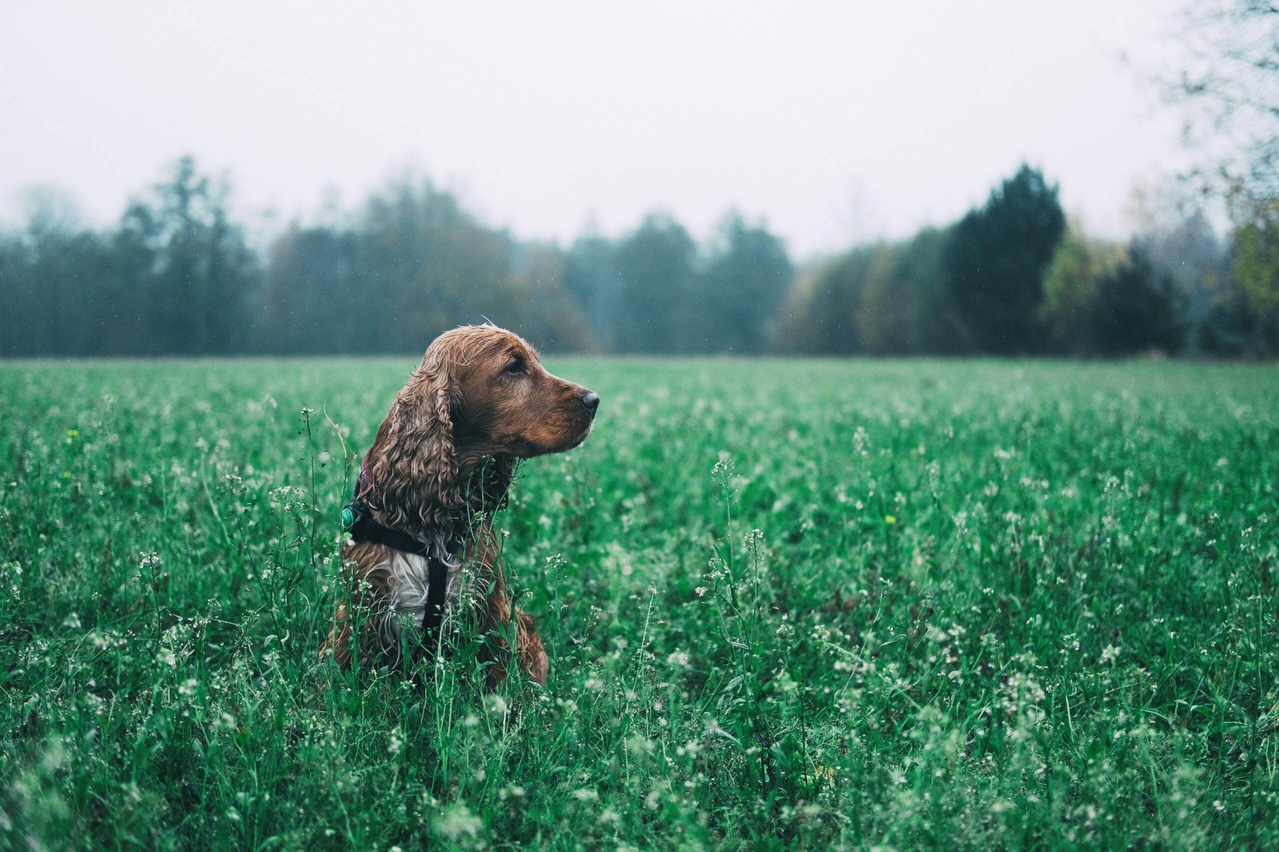 cane che guarda di lato