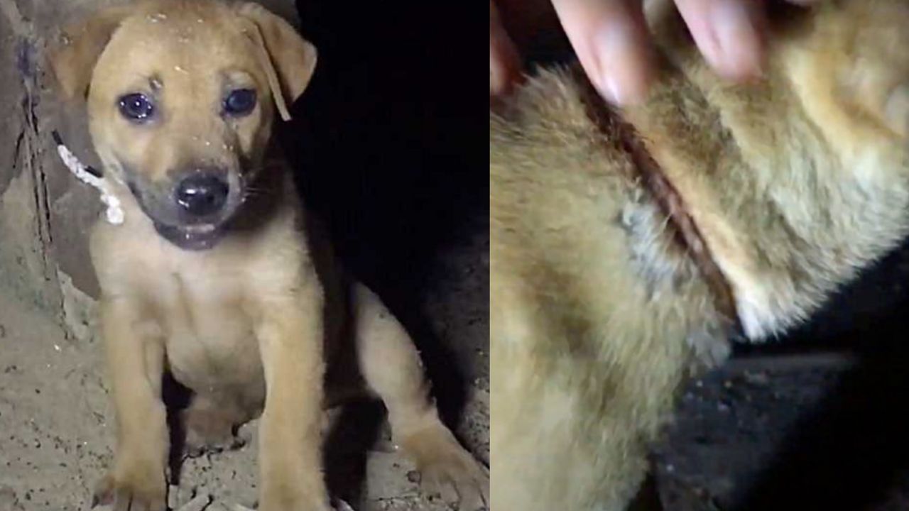 cane con ferita sul collo