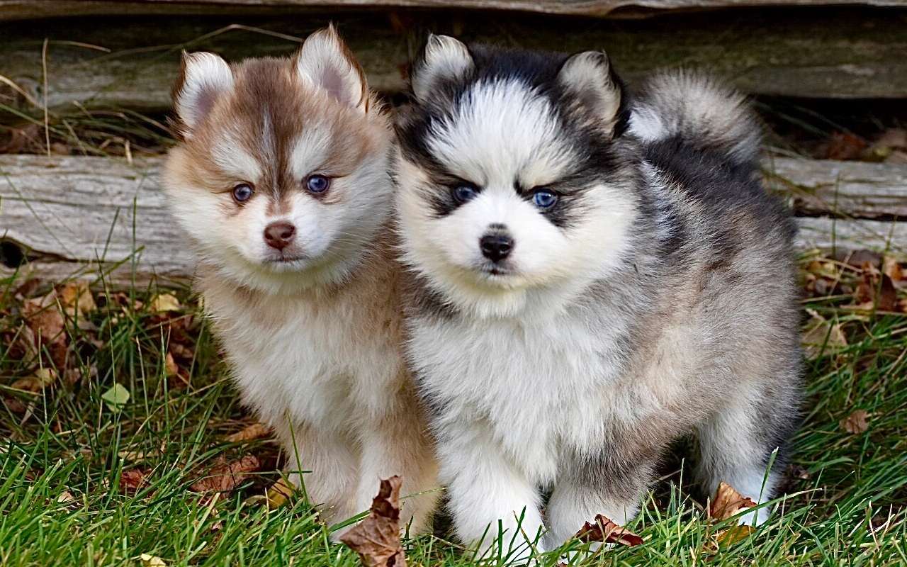 due cuccioli uguali ma di colore diverso