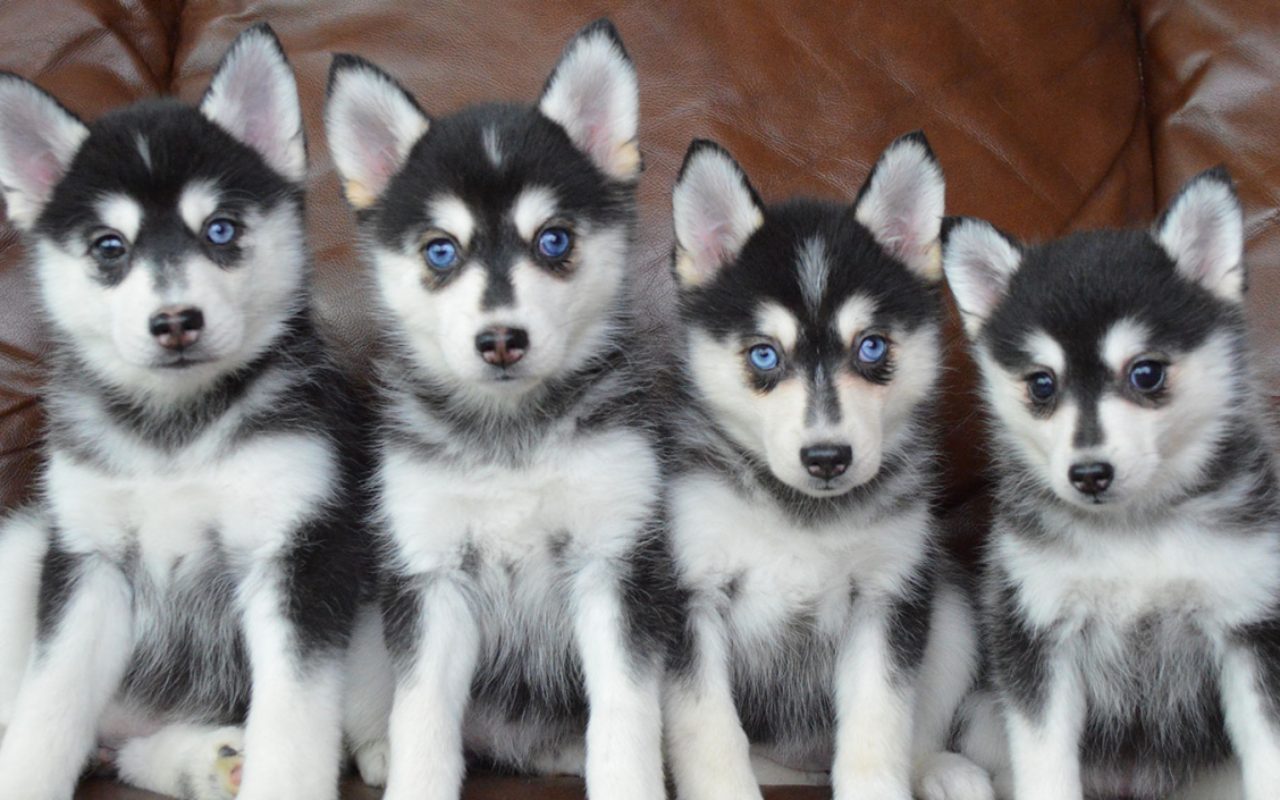 cuccioli che sembrano husky in miniatura