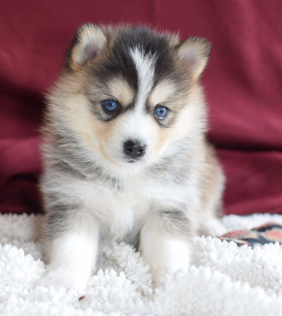 Cuccioli di Pomsky, carattere e attenzioni speciali per questi cagnolini