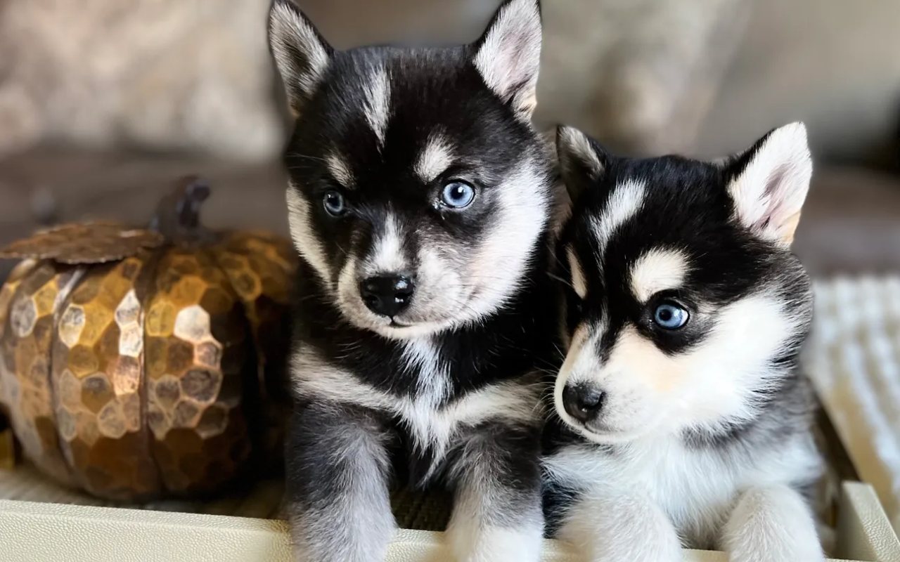 cagnolini che sembrano husky