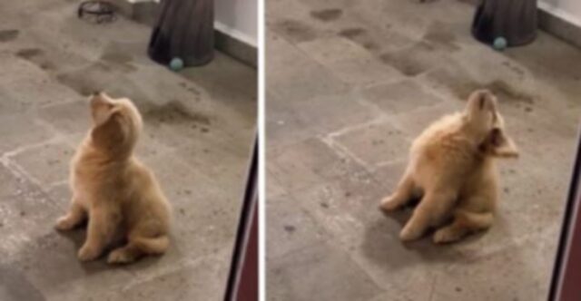 Emozionante: questo video cattura il cucciolo che scopre per la prima volta che cos’è la pioggia