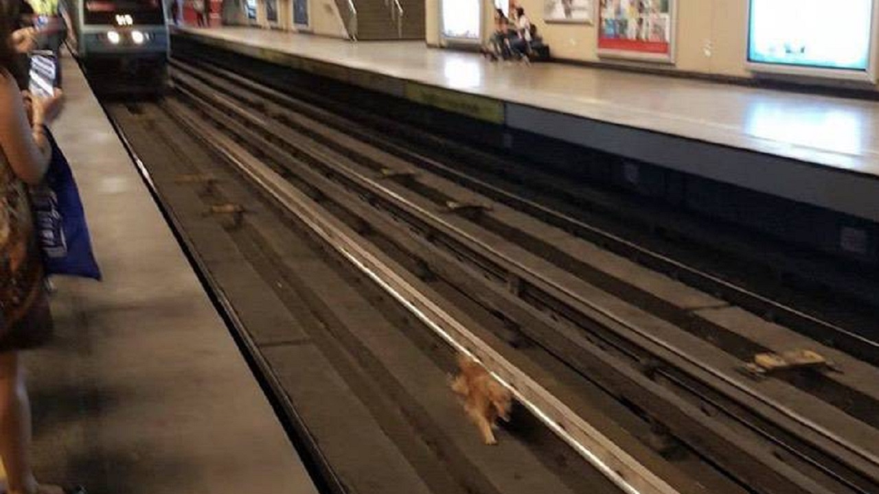 Cucciolo caduto nella metropolitana