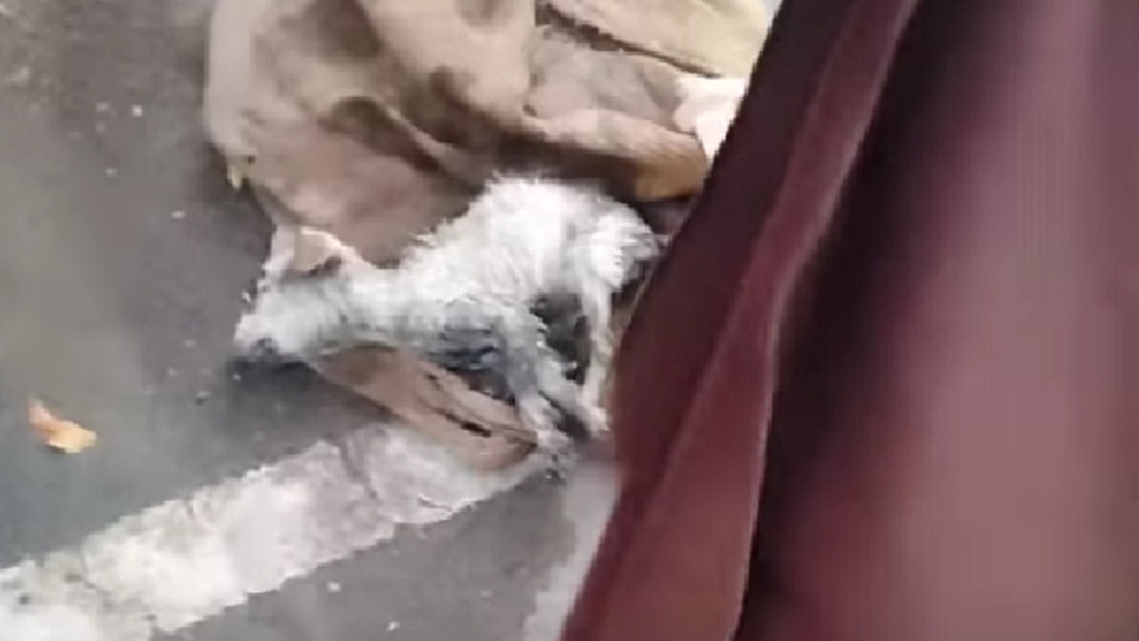 Cucciolo trovato in strada