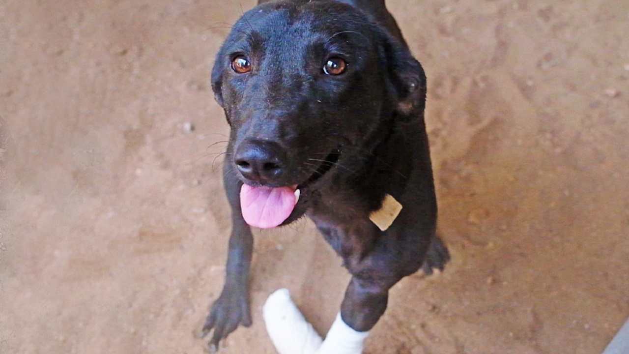 Sorriso del cane curato