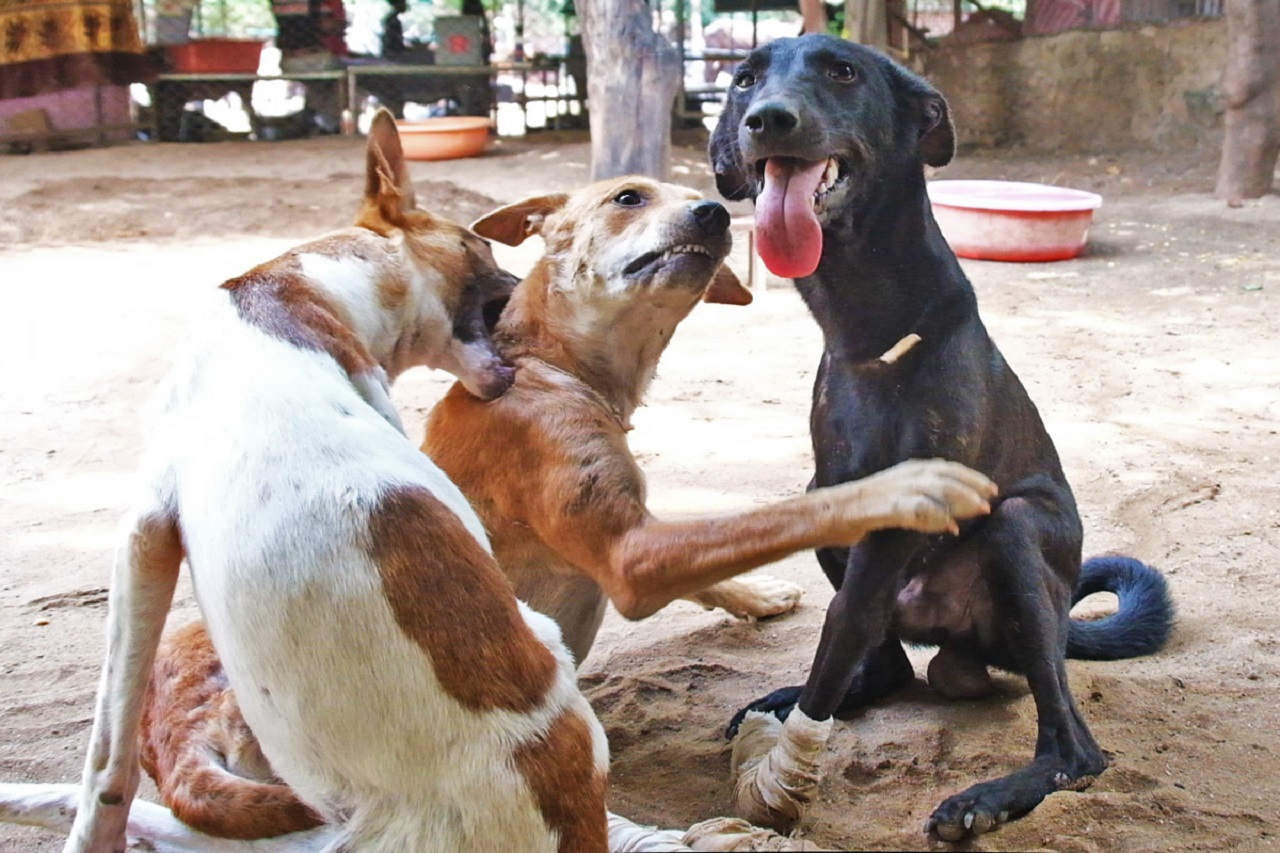 Cani giocano insieme