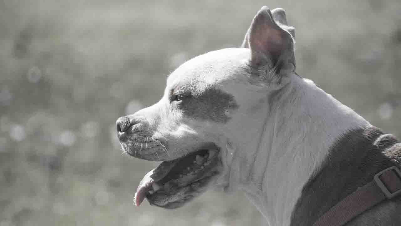 Pit Bull nel giardino