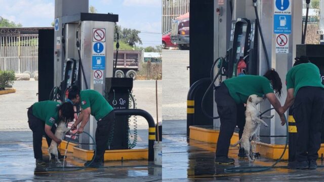 I dipendenti della stazione di servizio fanno il bagno a un cane randagio per rinfrescarlo