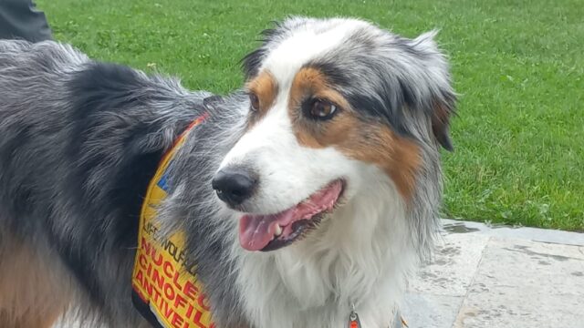 Esche avvelenate nei parchi di Torino, arriva il cane anti veleno