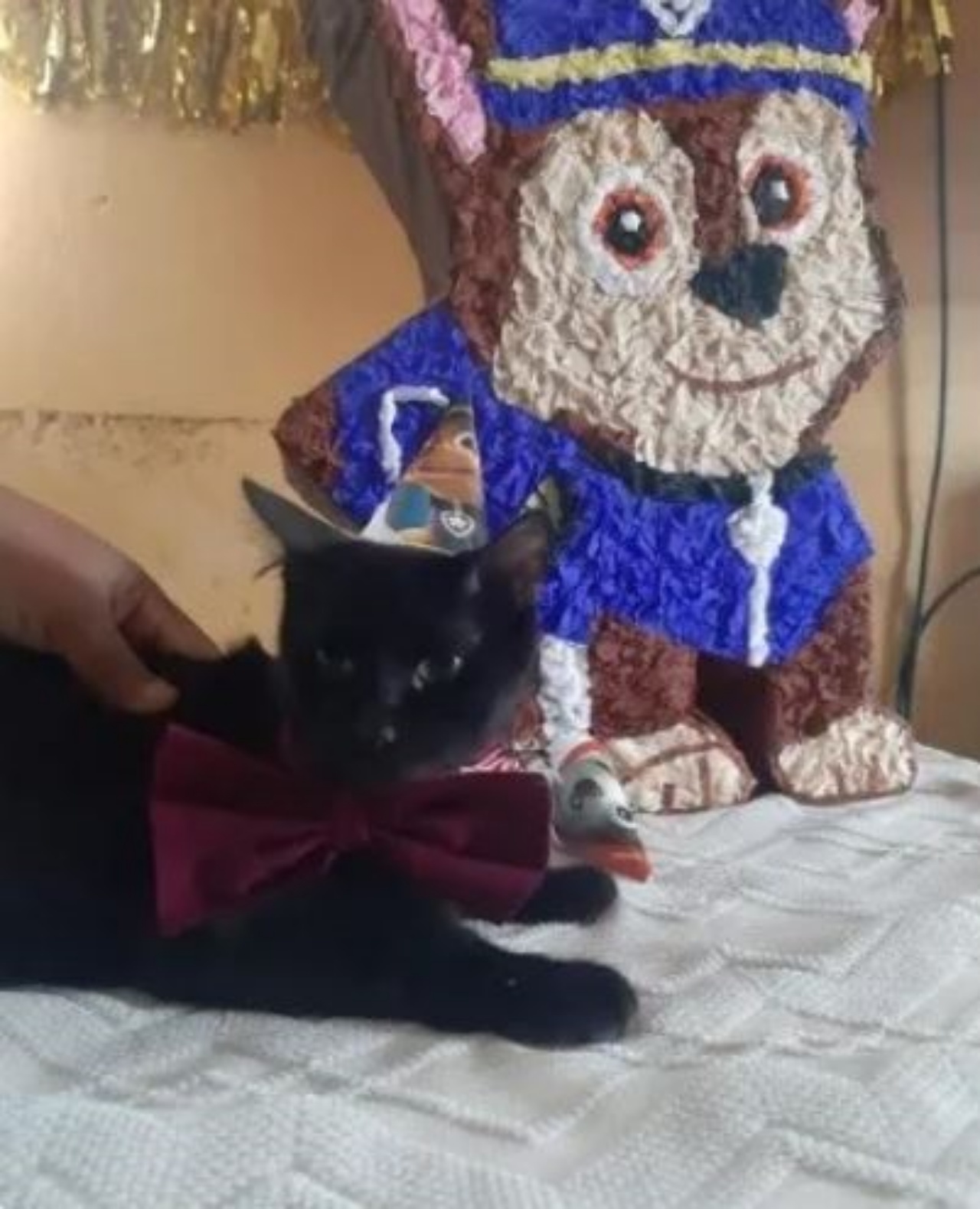 un gatto ad una festa