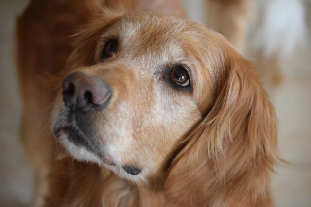 Golden Retriever difende il bambino sgridato dal suo papà