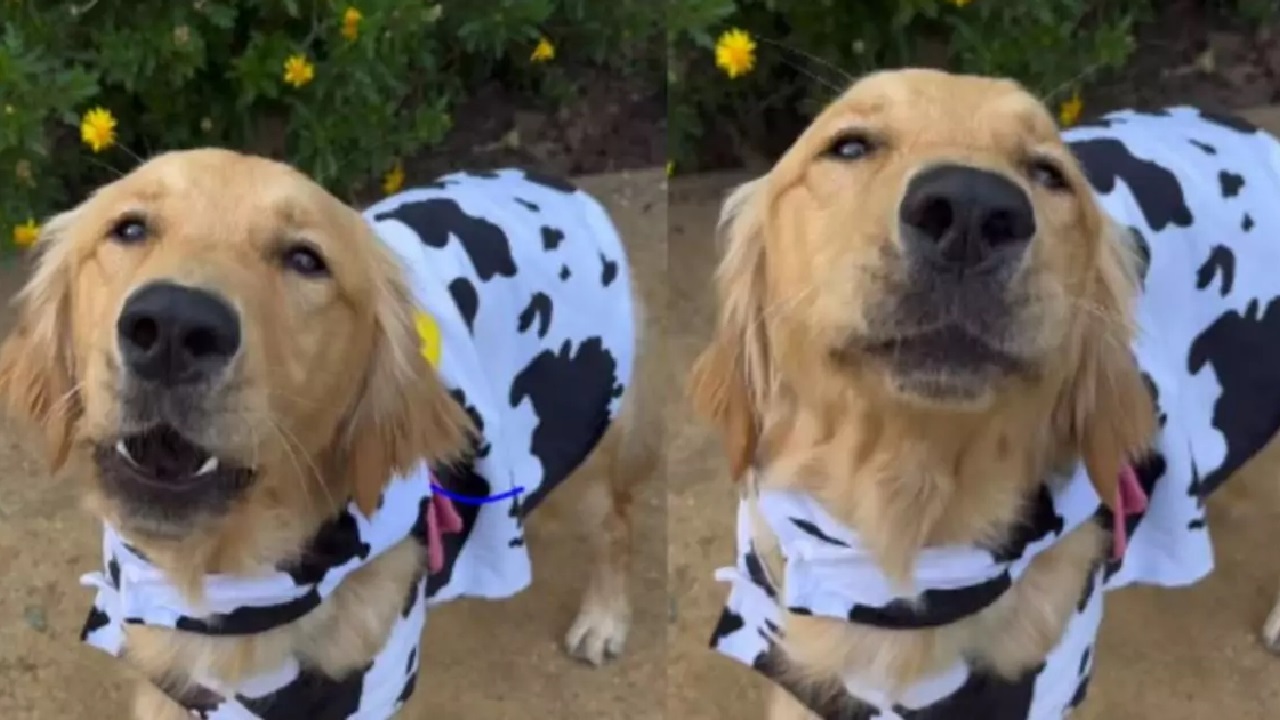 Cane con il vestito da mucca