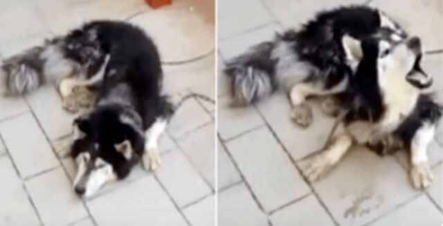 L’Husky si era smarrito: lo hanno riconosciuto grazie alle sue particolari doti canore