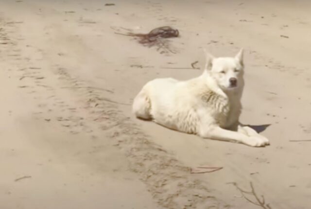 La donna prende in braccio un Husky bianchissimo e randagio e lo ringrazia silenziosamente